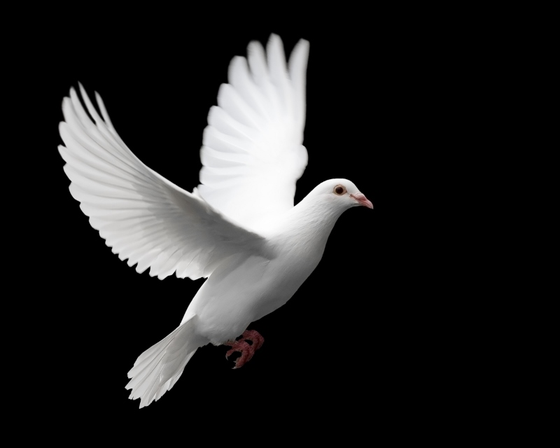 white dove in flight 1