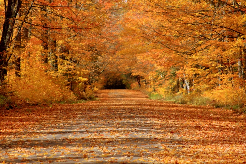 autumn road (800x534)