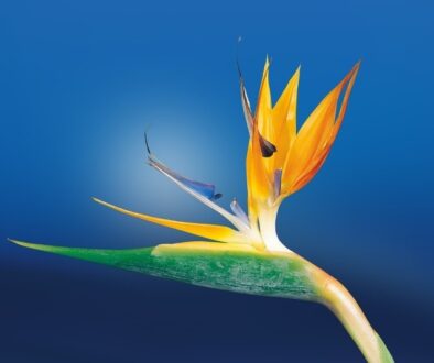 Bird of Paradise Flower