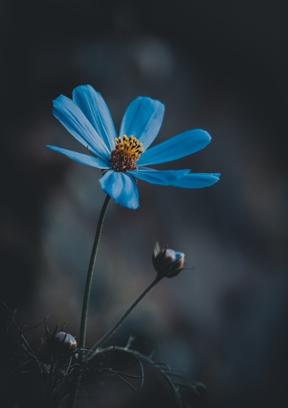 blue-flower-6620619_1280