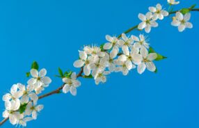 cherry-blossoms-6196363_1280