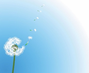 dandelion- (350x290)