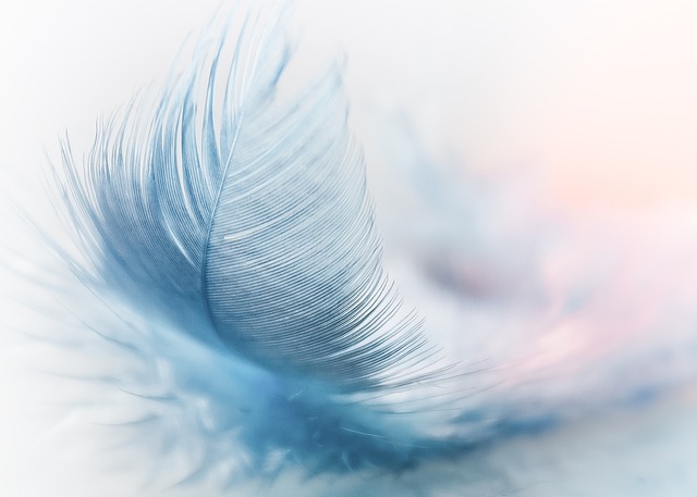 feather-3010848_640