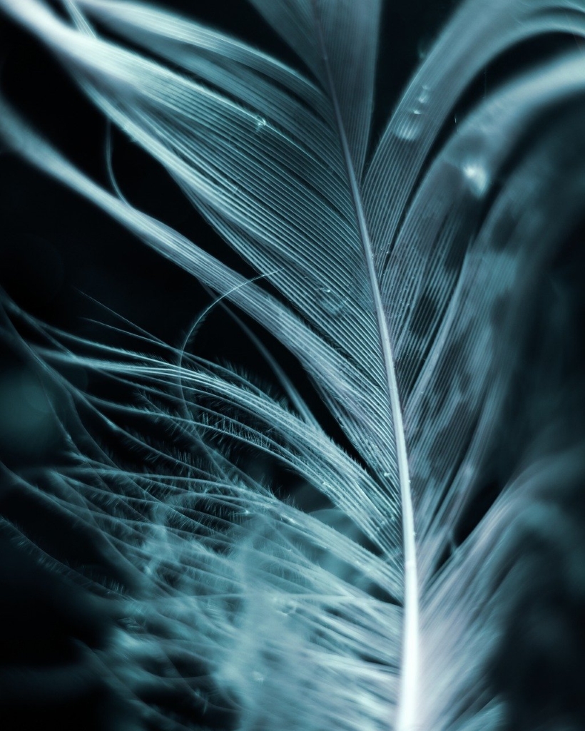 feather-7155181_1280