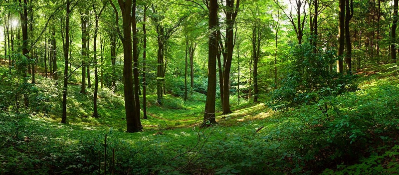 forest (800x351)