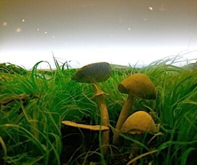 magic-mushrooms-in-field