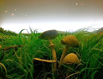 magic-mushrooms-in-field