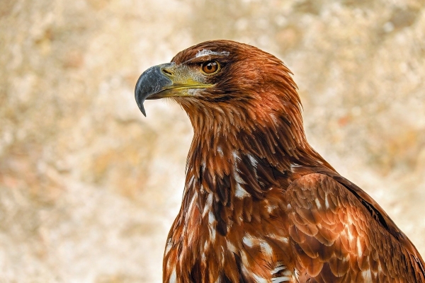 of-prey-eagle-2749590_1280