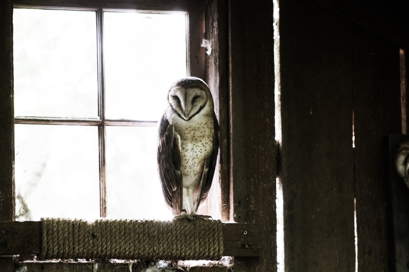 owl-801695_1920