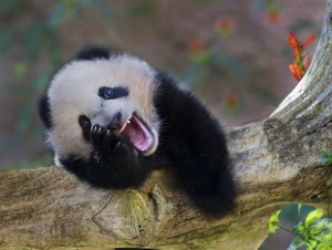 panda laughing (300x226)