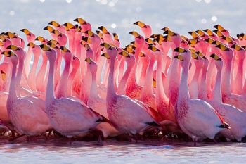 puna-flamingo- (350x233)