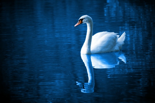 swan reflection (500x333)
