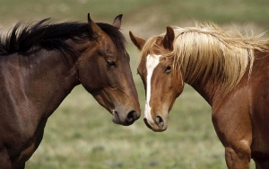 two horses (300x188)