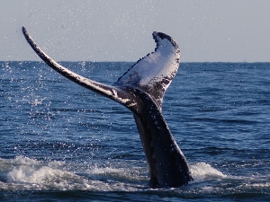 whale tail (300x225)