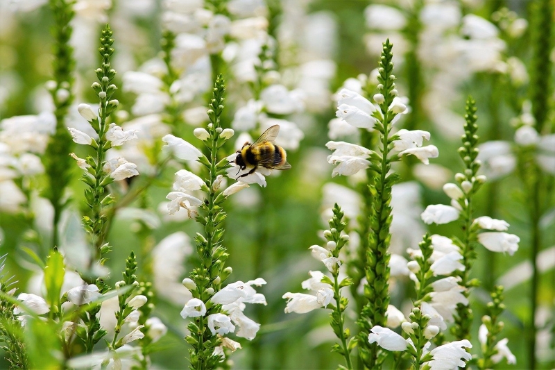 wildflower and bee