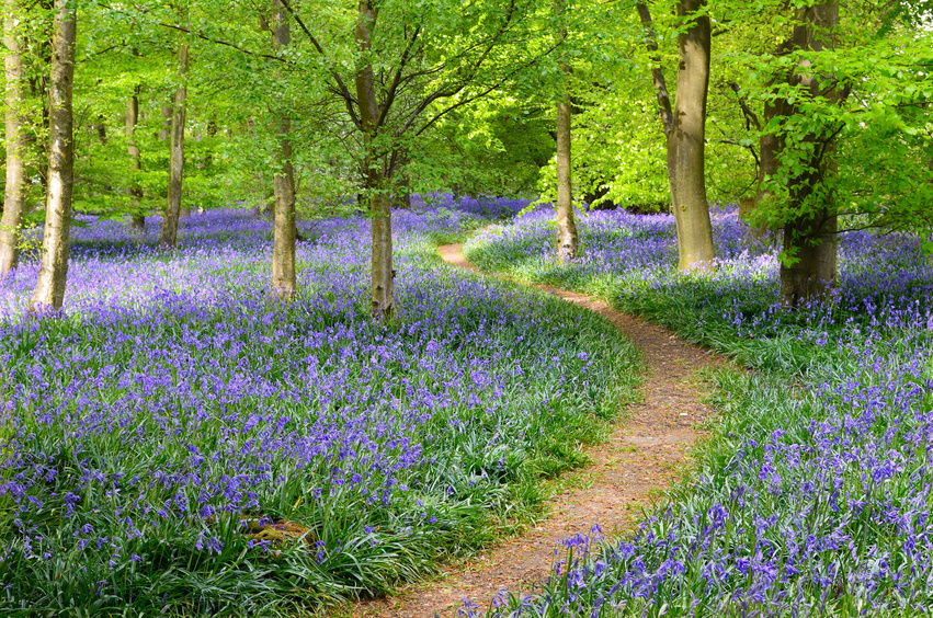 Bluebell Wood